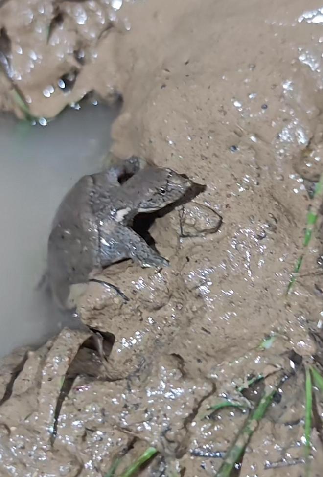 鼎点平台注册:蚌埠龙湖音乐节满地泥巴还爬出甲鱼,游客成“兵马俑”自嘲来插秧,场地方:一直下雨